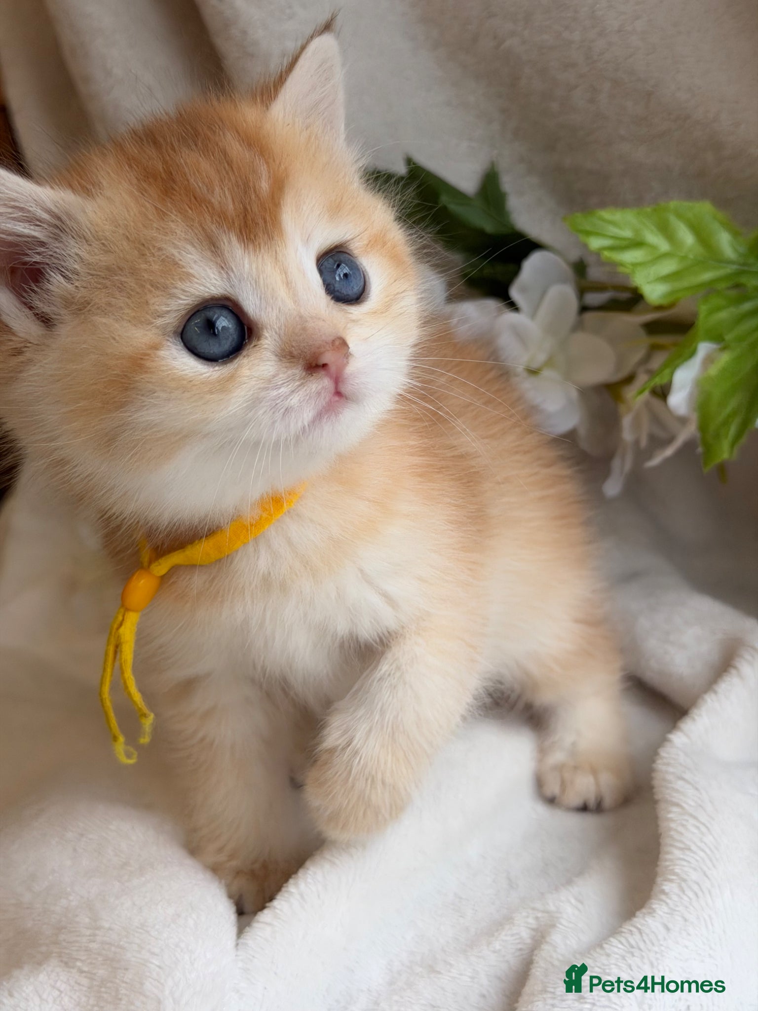 British Shorthair cats for sale: British shorthair golden adorable kitten GCCF  - Advert 15