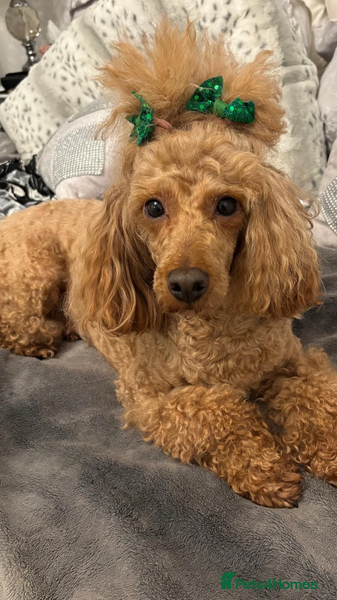 Labradoodle dogs for sale: Toy/mini multigenerational F2BB labradoodles  - Advert 2