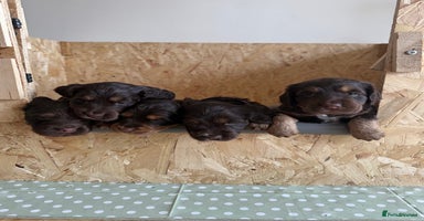 Cocker Spaniel dogs - Advert 2