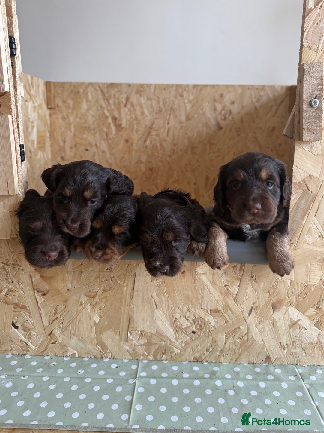 Cocker Spaniel dogs for sale: Working cross Show Cocker Spaniel puppies - Image 2