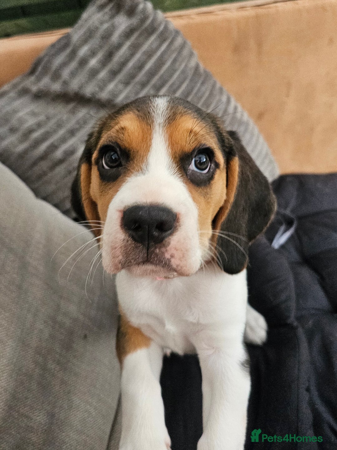 Beagle dogs for sale: 3 adorable beagle pups - Image 11