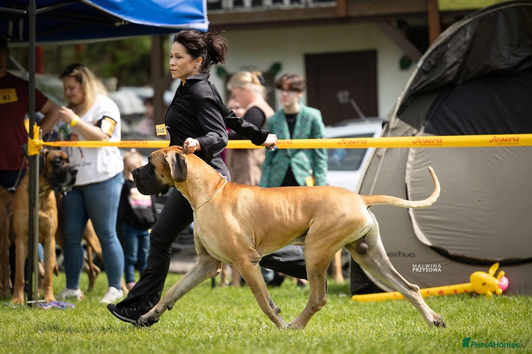 Great Dane dogs for sale: 🌟 Upcoming Litter – Great Danes- August 2025 🌟 - Image 2