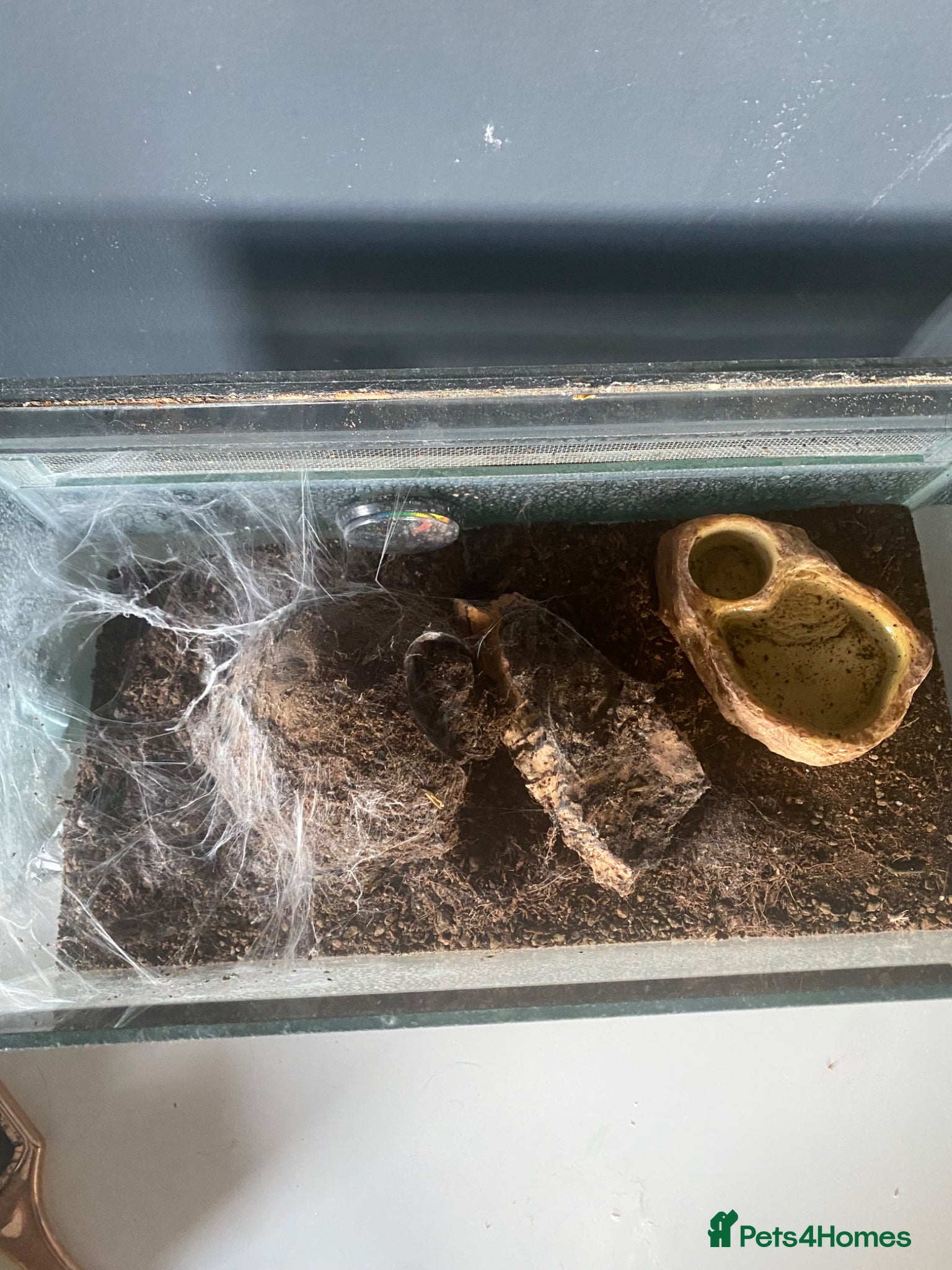 Tarantulas invertebrates for sale: Mexicon red rump  - Advert 2