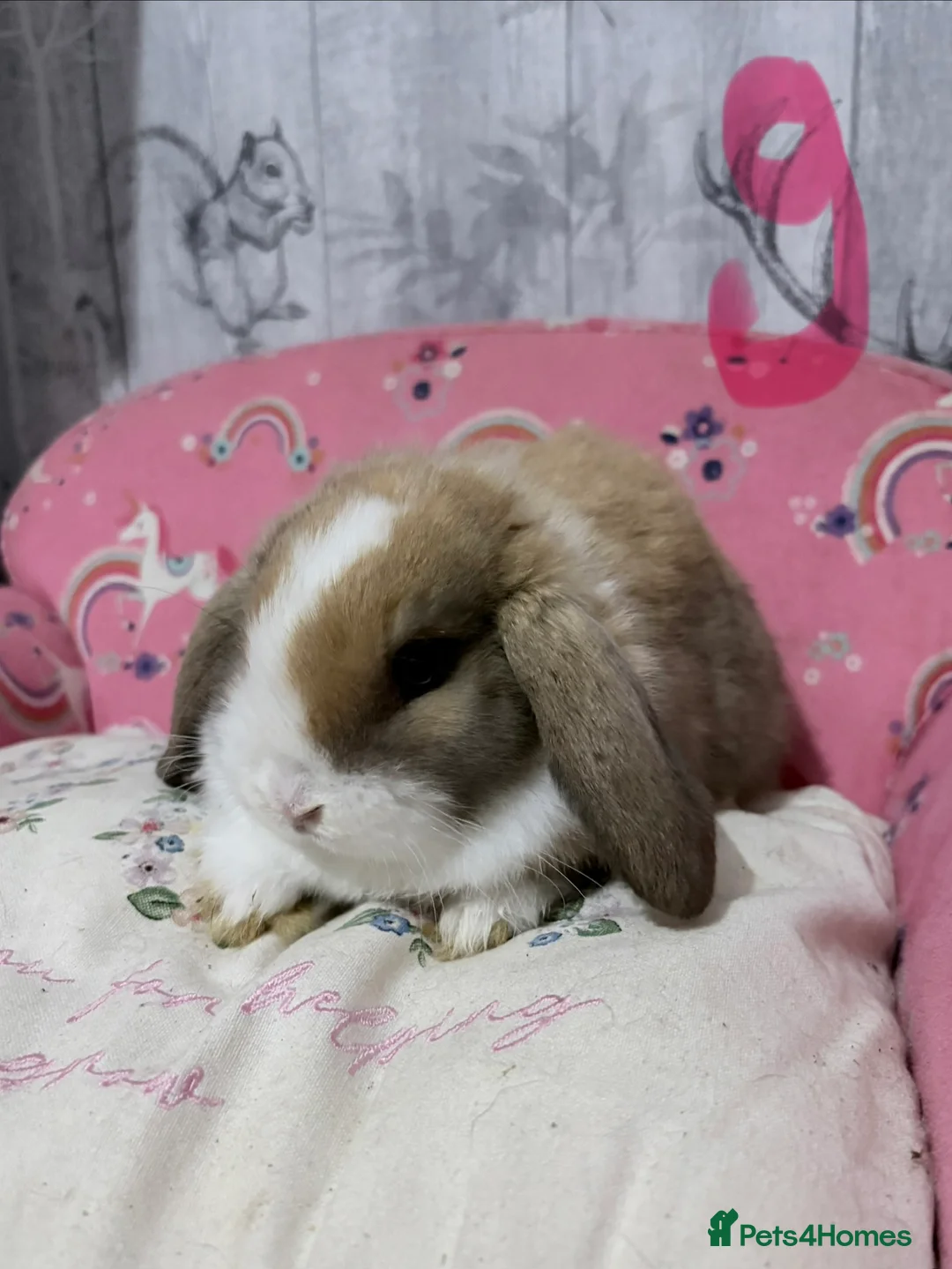 Mini Lop rabbits for sale: Mini lop babies 🐰  - Advert 2
