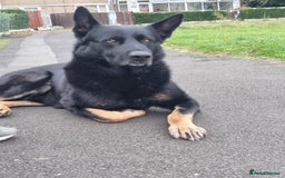 German Shepherd dogs for sale: Upcoming Litter of Pedigree German Shepherd Puppy - Image 7