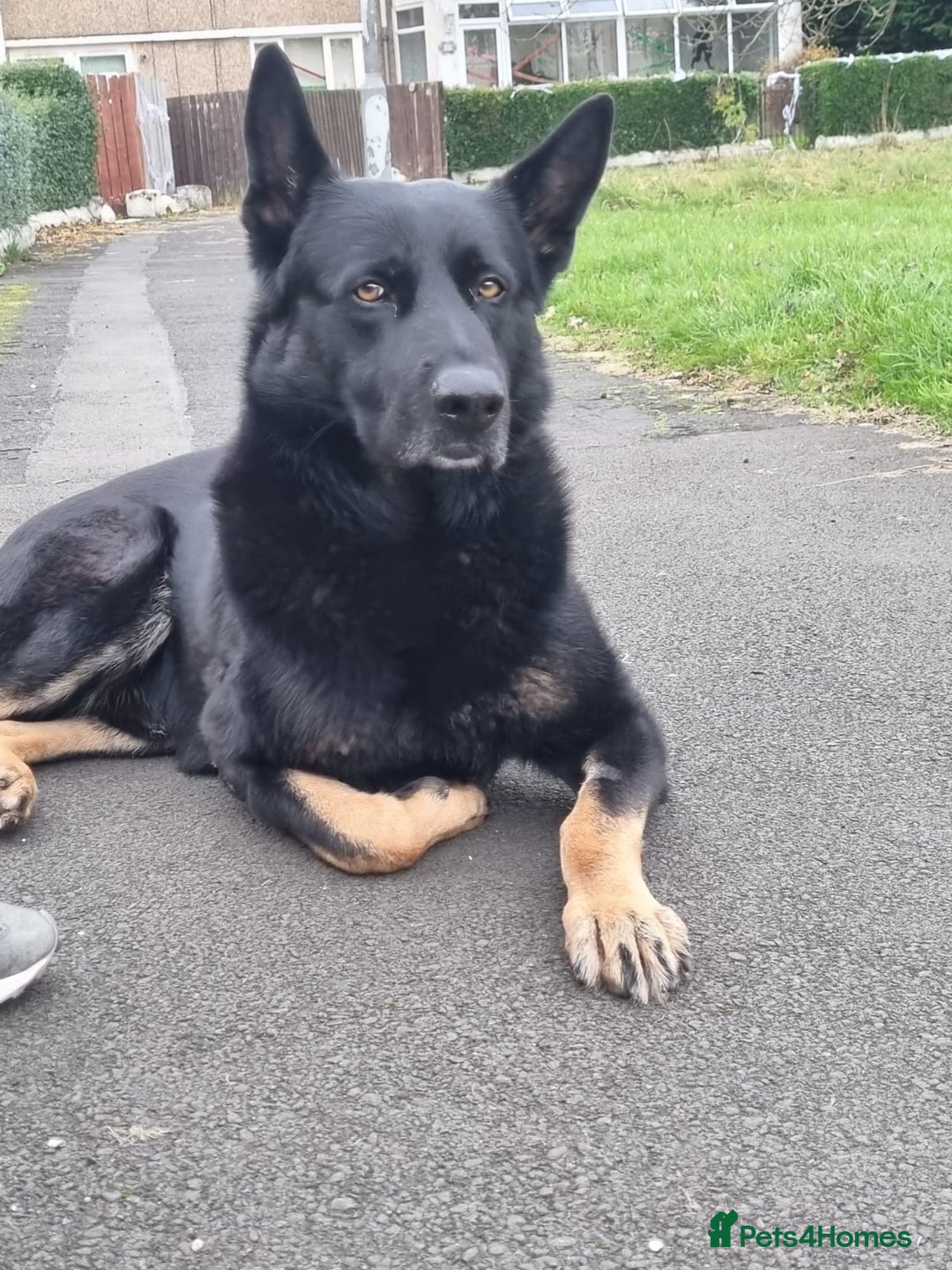German Shepherd dogs for sale: Upcoming Litter of Pedigree German Shepherd Puppy - Image 7