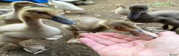 Ducks poultry for sale: Pure Breed Indian Runners - Advert 3