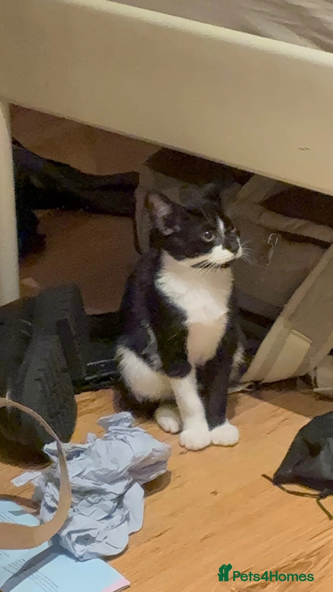 Mixed Breed cats for sale: 🐱 Kitten Looking for a Loving Home ❤️ in Maidenhead - Advert 2