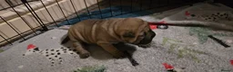 Shar Pei dogs for sale: 2 female shar pei puppies  - Advert 2