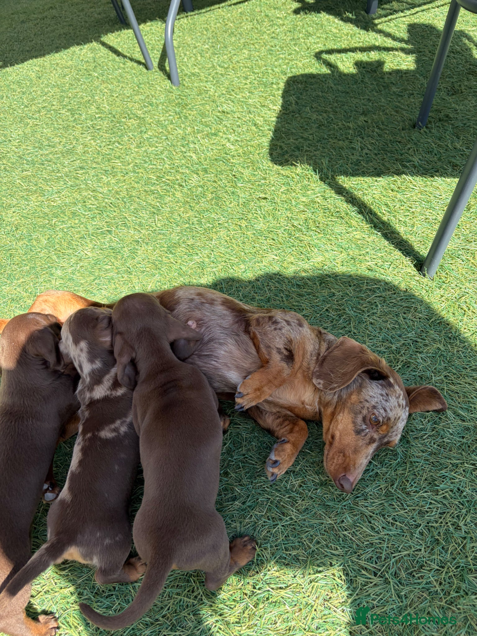Dachshund dogs Brown and tan, beautiful little dachshund boy  boy - Advert 9