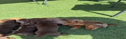 Dachshund dogs for sale: Brown and tan, beautiful little dachshund boy  boy - Advert 1