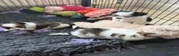 Chorkie dogs for sale: Miniature chorkies  - Advert 8