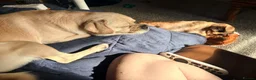 Mixed Breed dogs for sale: PJ needs a home asap in Derby - Advert 2