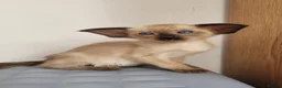 Oriental cats for sale: Modern type Oriental/siamese kittens  - Advert 9