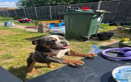 English Bulldog dogs for sale: Blue tri English bulldog import  - Image 1