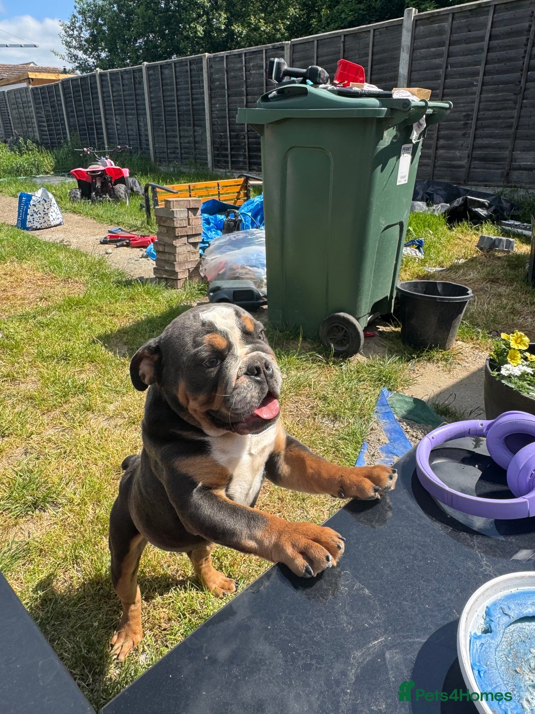 English Bulldog dogs for sale: Blue tri English bulldog import  - Image 1