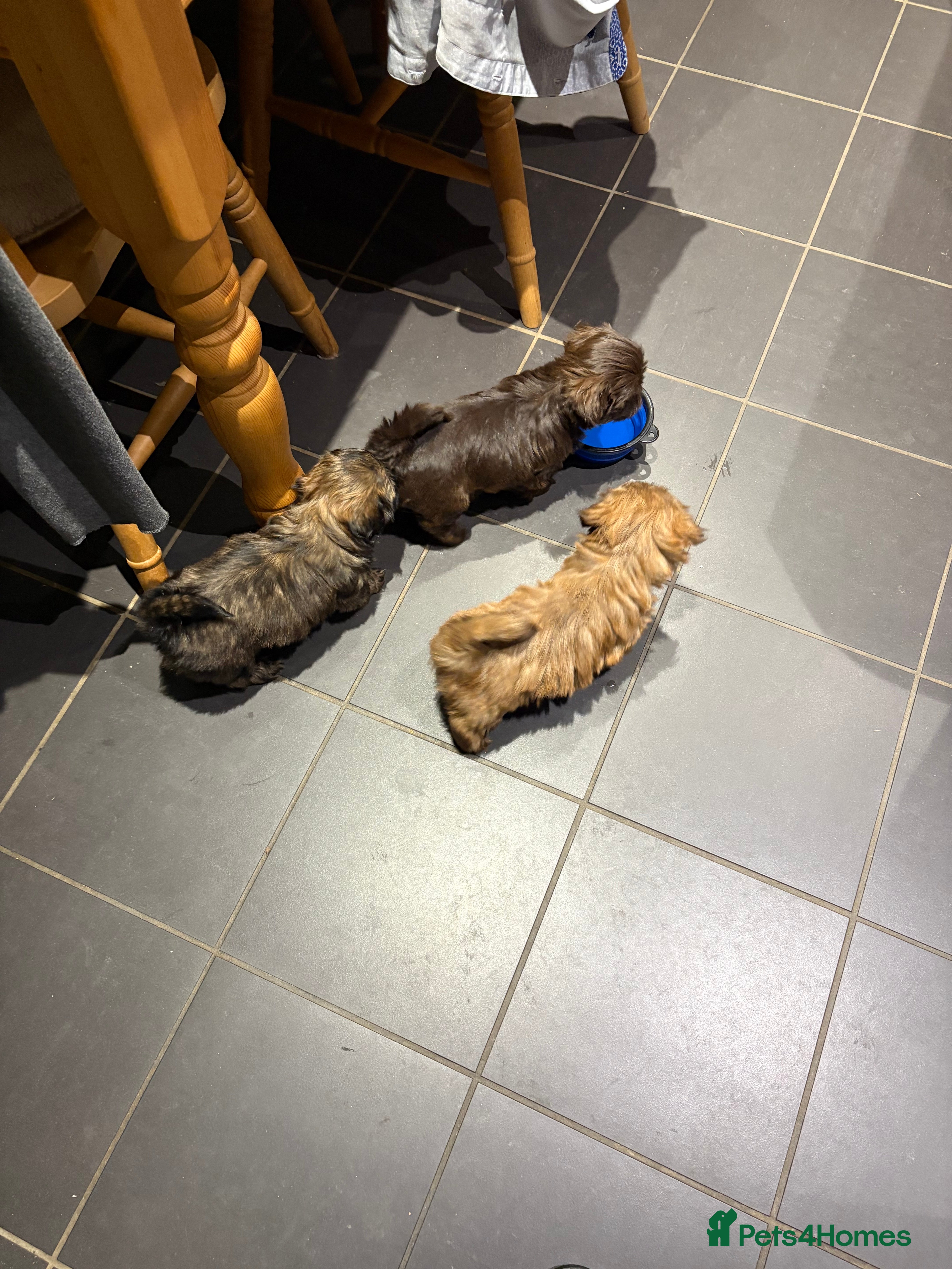 Shih Tzu dogs Karashishi shih tzu Ready Now - Advert 2