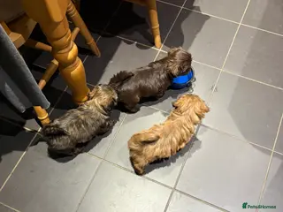 Shih Tzu dogs Karashishi shih tzu Ready Now - Advert 6