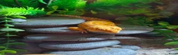 Leopard Gecko reptiles for sale: Tangerine Leopard Gecko Looking For A New Home - Advert 2