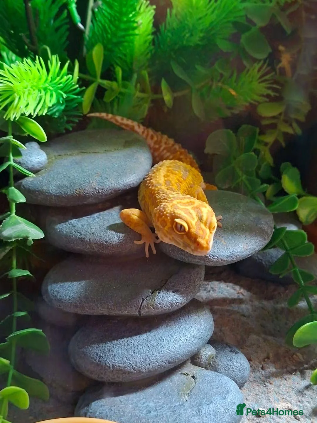 Leopard Gecko reptiles for sale: Tangerine Leopard Gecko Looking For A New Home - Advert 2