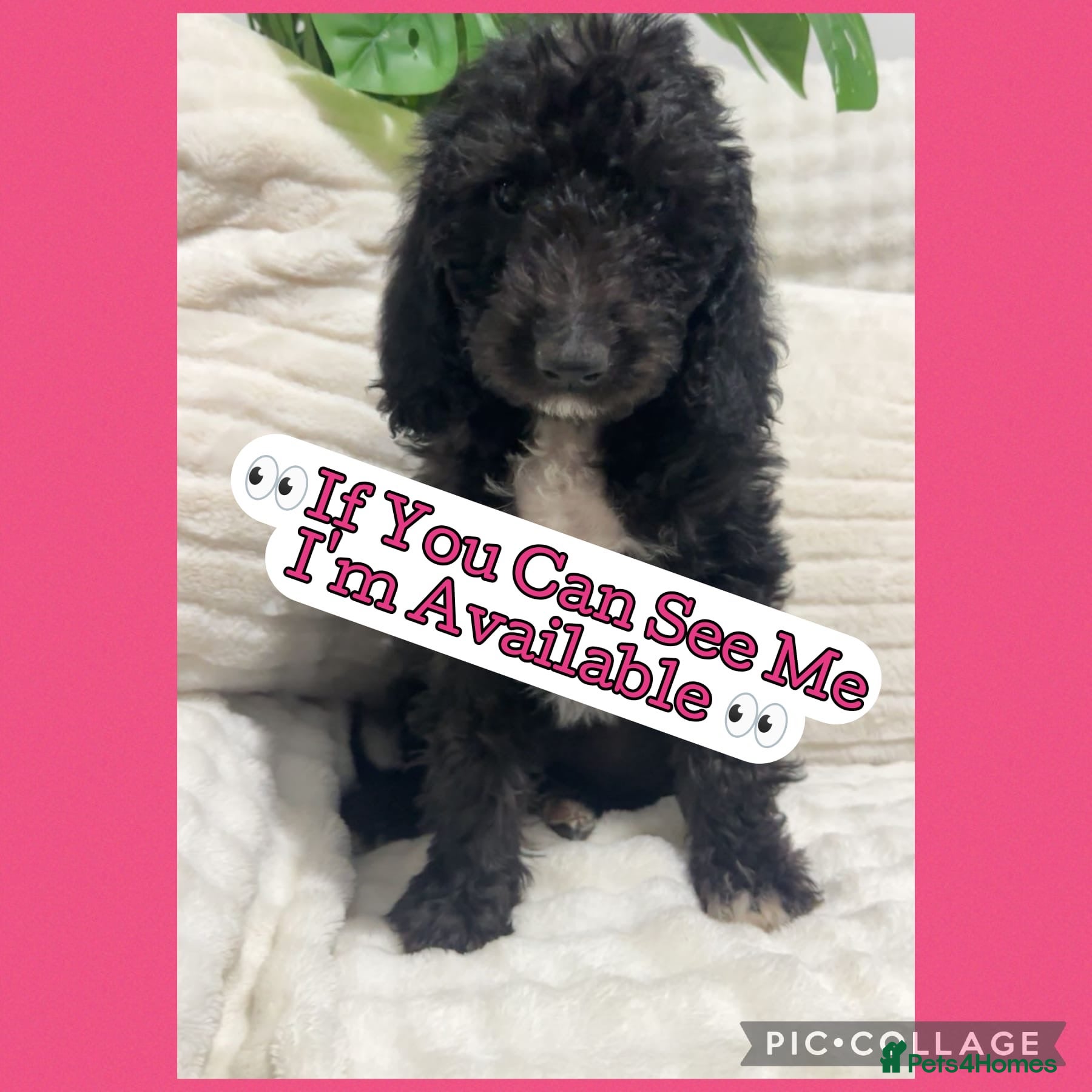 Australian Labradoodle dogs Australian Labradoodles⭐️ 3 black females left⭐️ - Advert 13