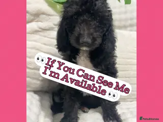 Australian Labradoodle dogs Australian Labradoodles⭐️ 3 black females left⭐️ - Advert 5