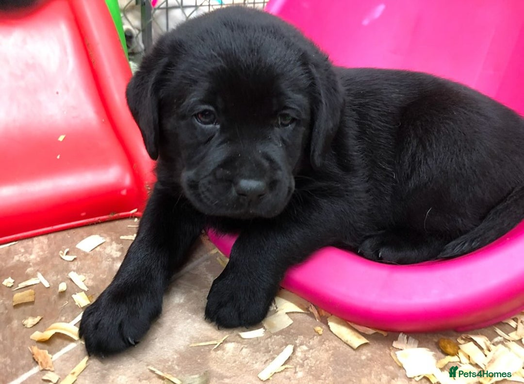 Labrador Retriever dogs for sale: Chunky Working Lab Puppies  - Image 4