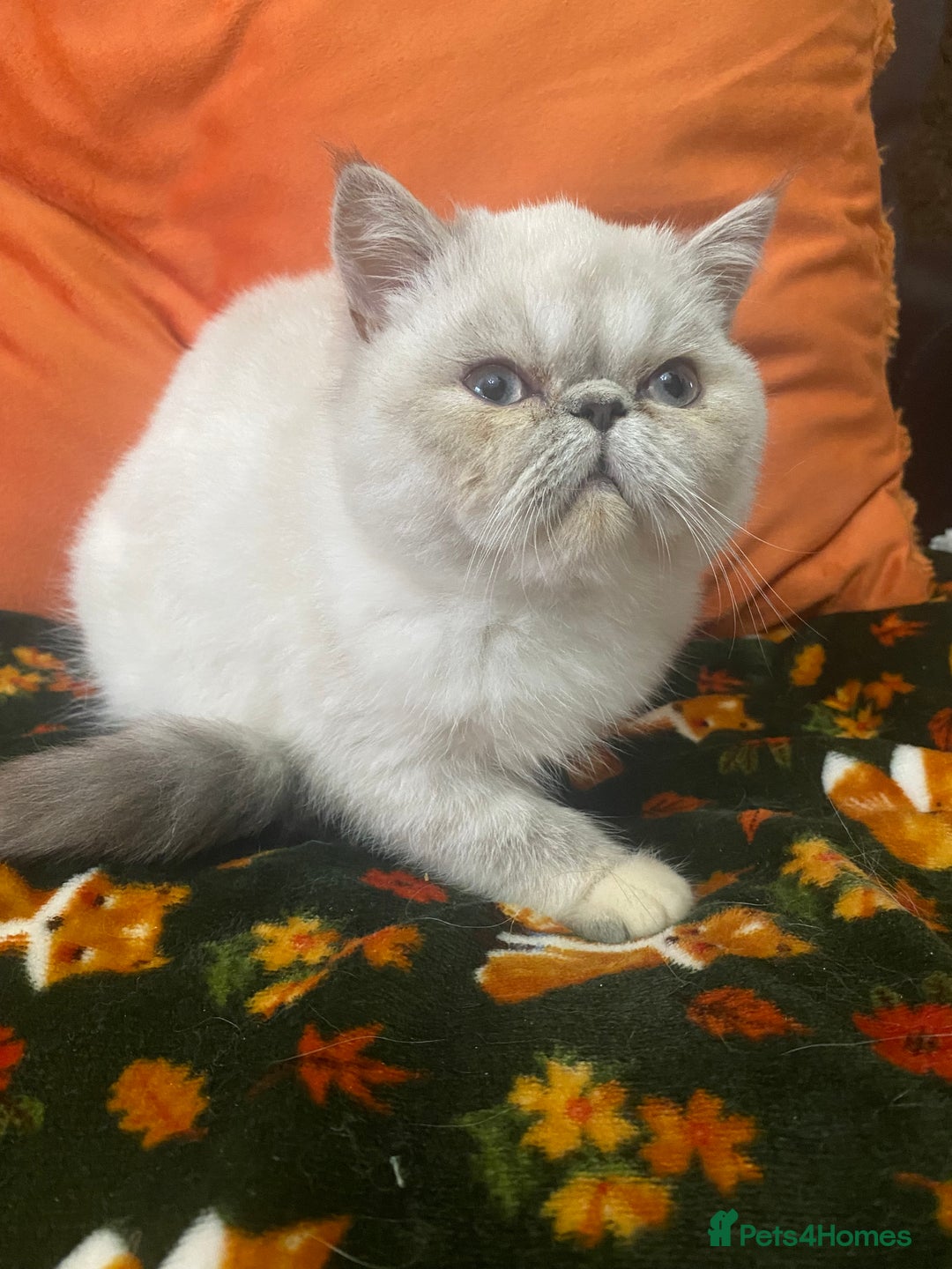 Exotic cats for sale: EXCEPTIONAL GCCF PERSIAN EXOTIC  - Image 15