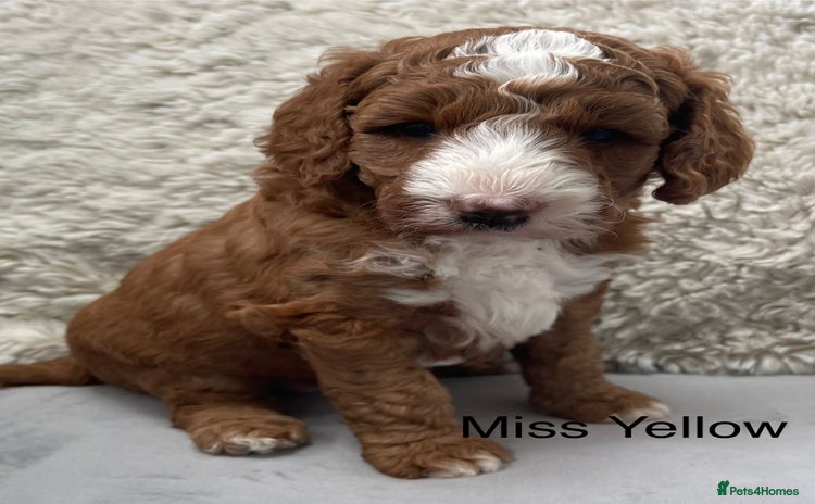 Australian Labradoodle dogs - Advert 1