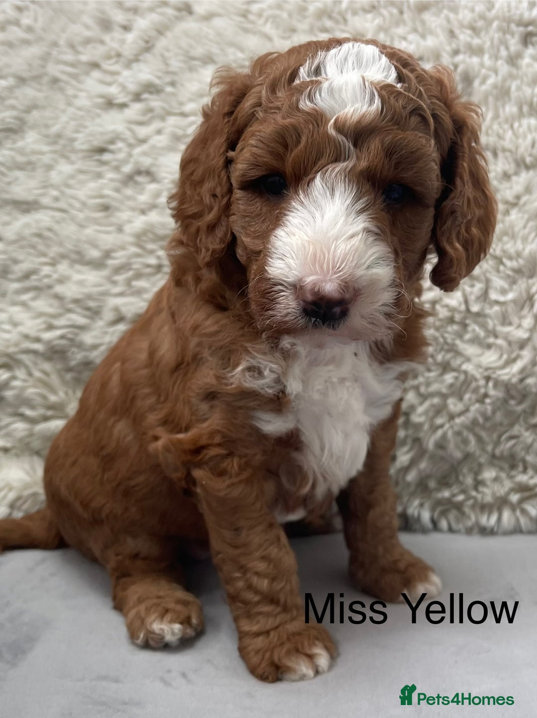 Australian Labradoodle dogs for sale: Stunning Australian Labradoodles  - Image 2