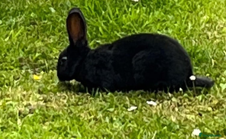 Rex rabbits - Advert 1