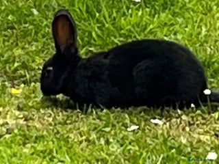 Rex rabbits - Advert 16