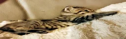 Persian cats for sale: Persian x Bengal Kittens in Bristol - Advert 6