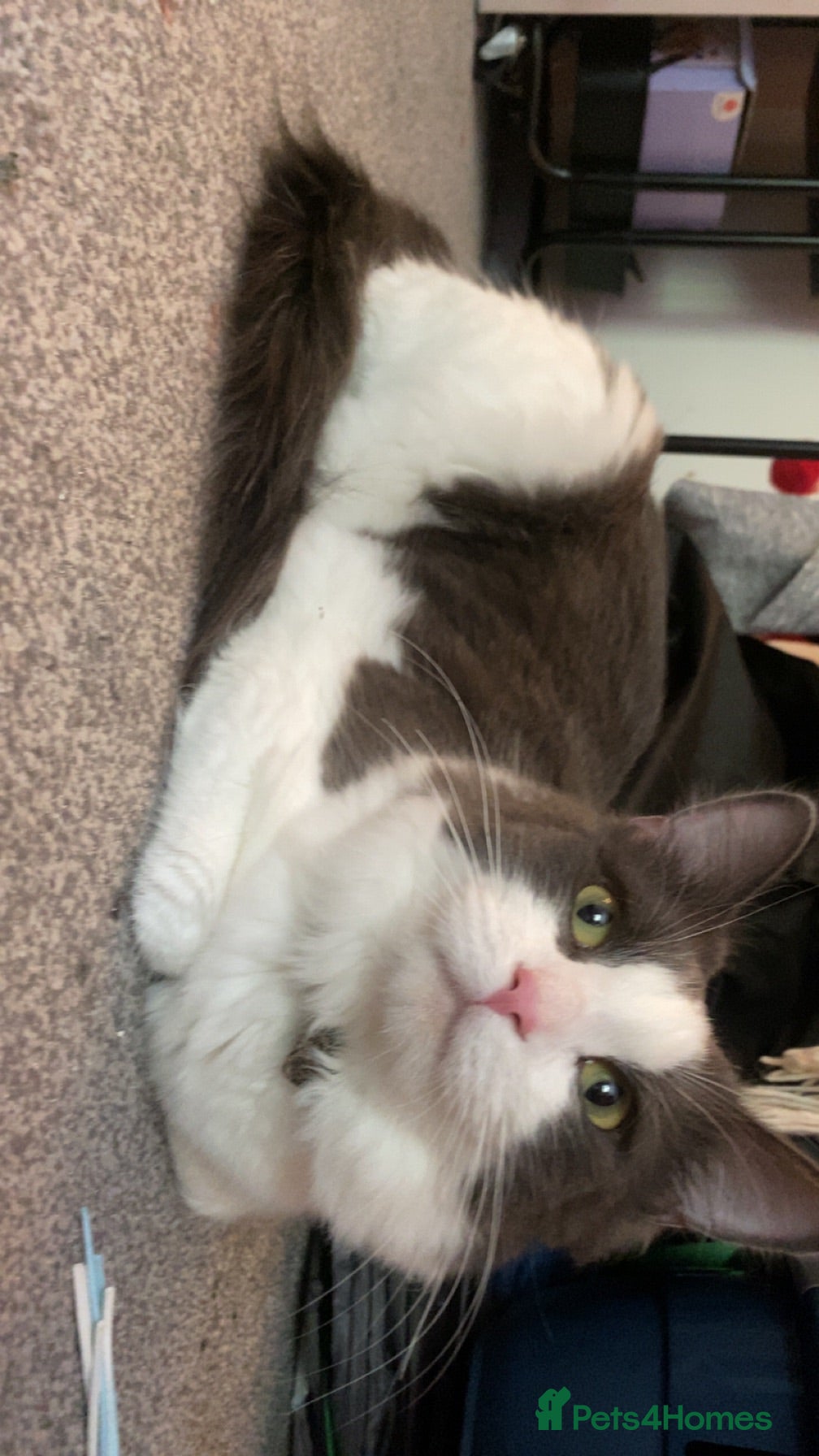 Mixed Breed cats Bilbo  - Advert 2