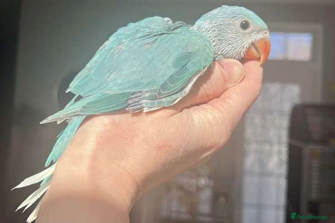 Ringnecks birds for sale: WANTED HANDREARED BLUE BABY MALE RINGNECK - Advert 3