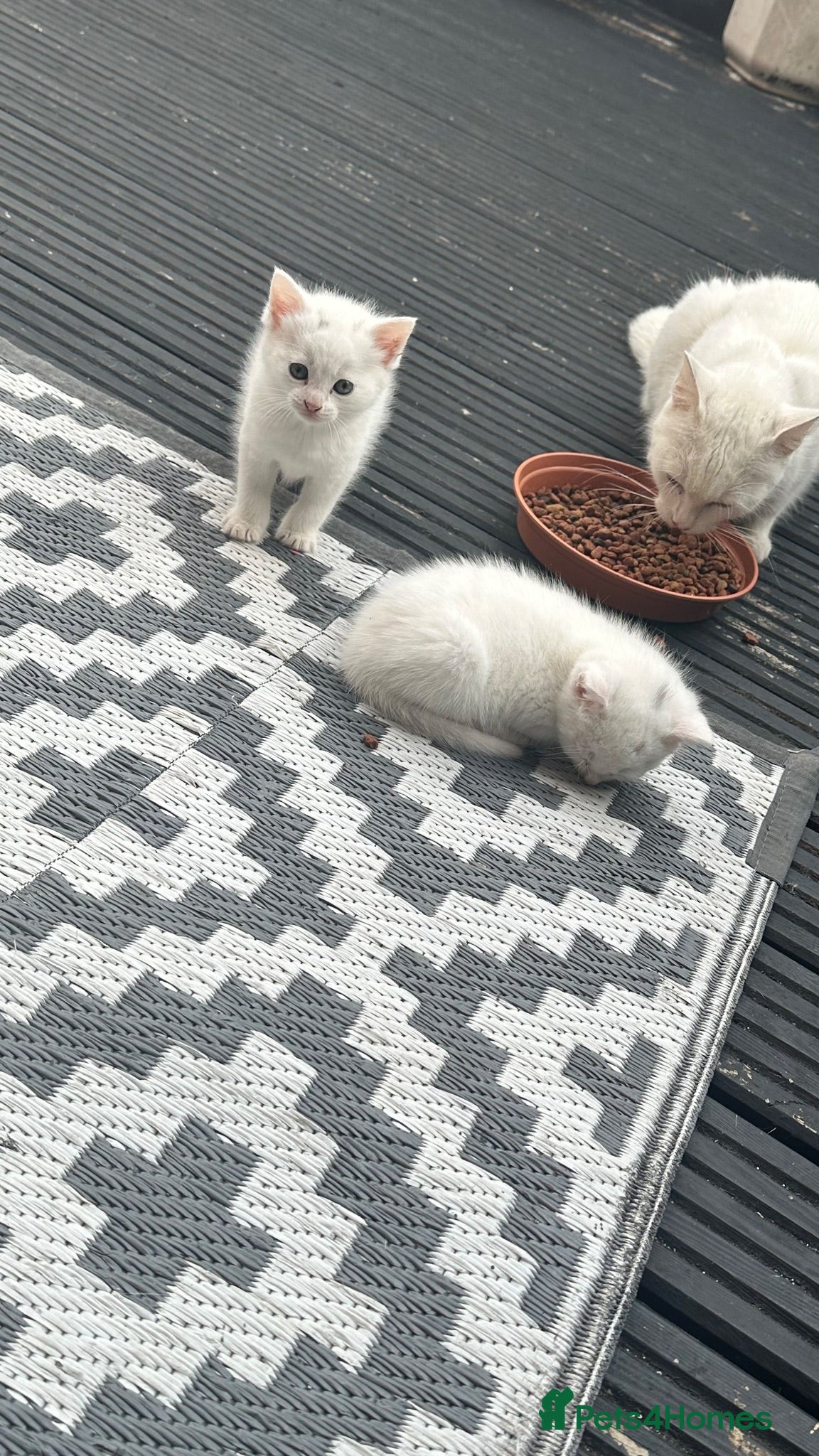 Mixed Breed cats 3 White Kitties & a Tabby - Advert 1