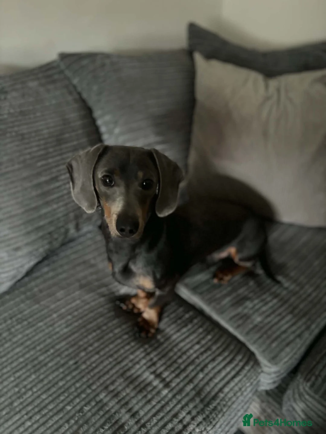 Dachshund dogs for sale: Blue tanned dashhound  in Ayr - Advert 2