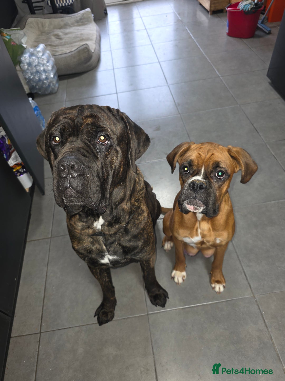 Mixed Breed dogs for sale: Boxer x cane corso puppies - Advert 2