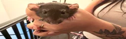 Rat rodents for sale: Beautiful Dumbo rats 3 girls and 6 boys available  - Advert 20