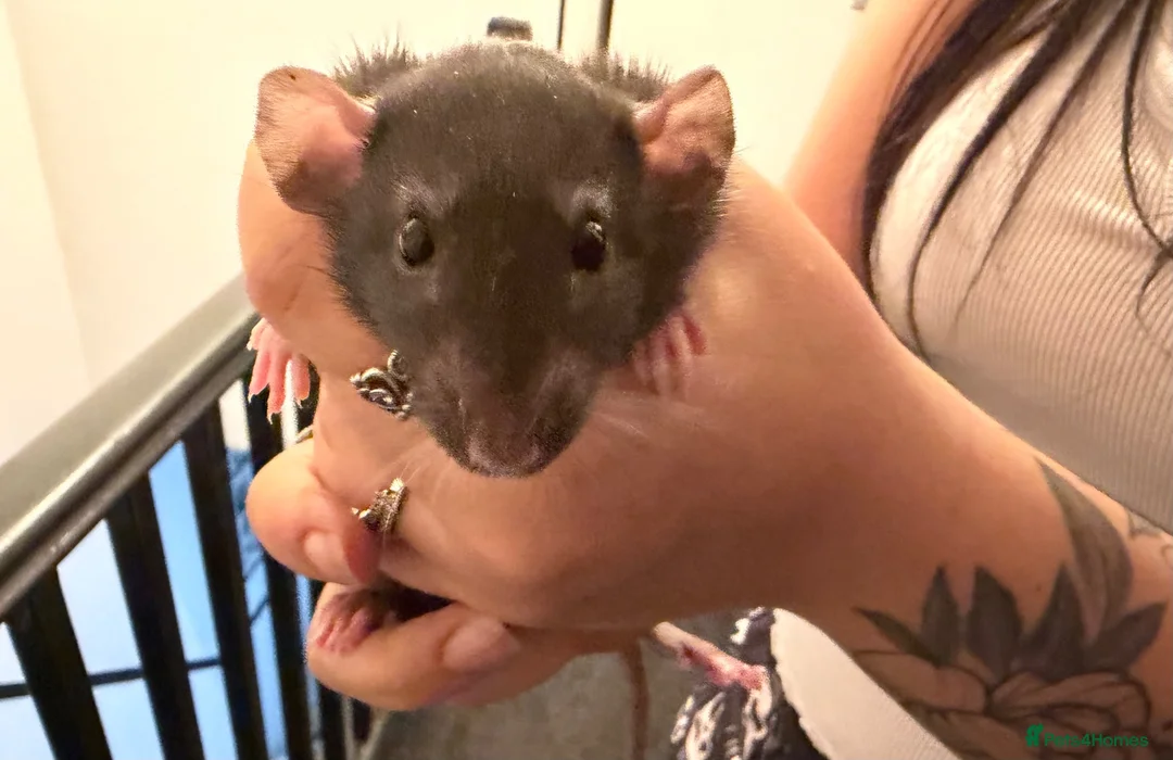 Rat rodents for sale: Beautiful Dumbo rats 3 girls and 6 boys available  - Advert 20