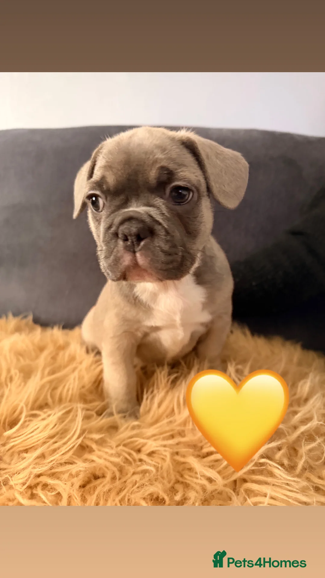 French Bulldog dogs for sale: 5 boys ready for there forever homes😊 - Advert 1