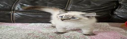 Ragdoll cats for sale: REDUCED Gorgeous seal tabby male Ragdoll kittens  - Advert 17