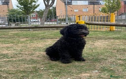 Goldendoodle dogs for sale: LAST GIRL! SILVER F1B Standard Goldendoodle!  - Image 8