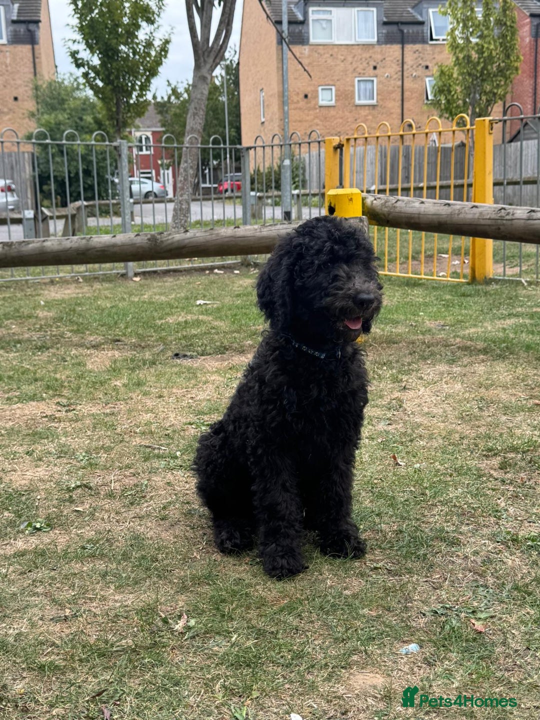 Goldendoodle dogs for sale: LAST GIRL! SILVER F1B Standard Goldendoodle!  - Image 8