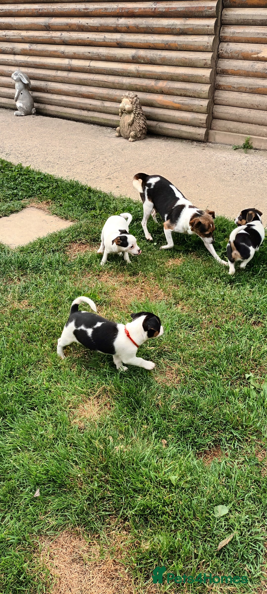 Jack Russell dogs for sale: Jack Russell pups for sale - Image 7