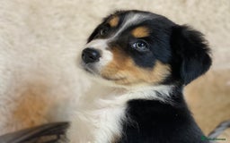 Border Collie dogs for sale: KC Reg Border Collies Puppies Health Tested Lines - Image 4