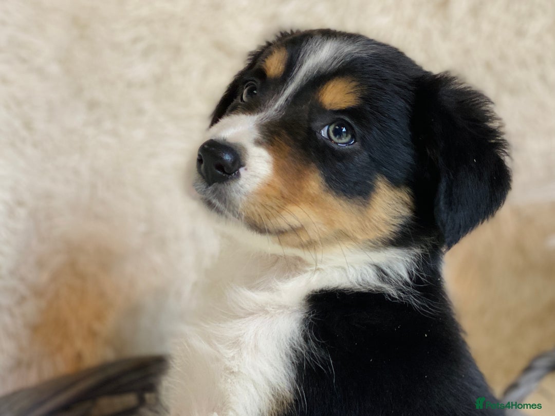 Border Collie dogs for sale: KC Reg Border Collies Puppies Health Tested Lines - Image 4