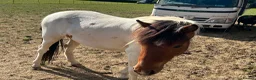 Dartmoor horses for sale: Lovely dartmoor  - Advert 4