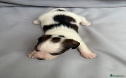 Mixed Breed dogs for sale: Jack Russel Pups in Machynlleth - Image 11