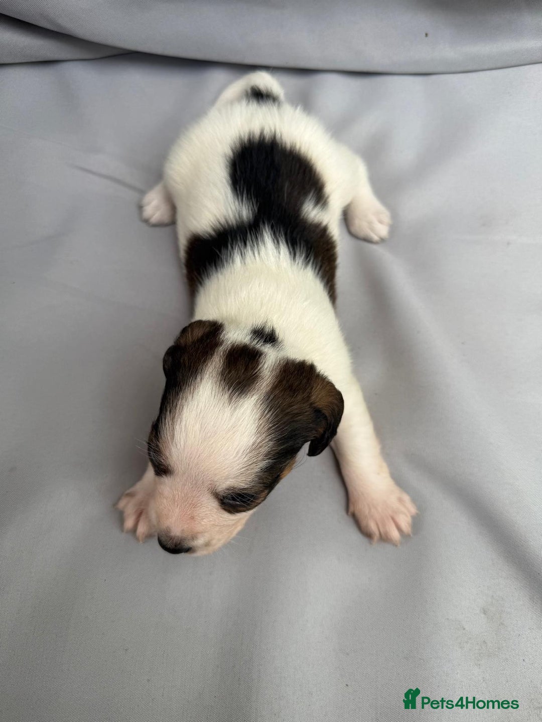 Mixed Breed dogs for sale: Jack Russel Pups in Machynlleth - Image 11